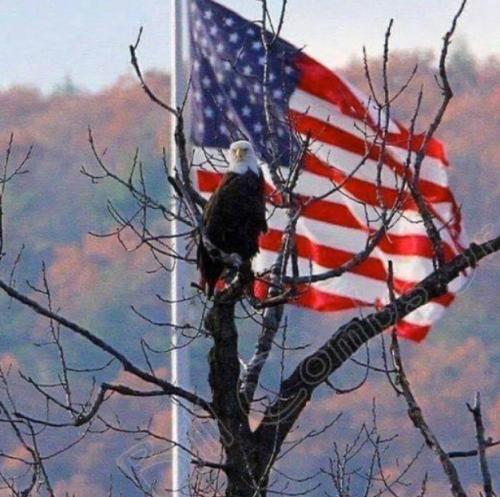 eagleflag2