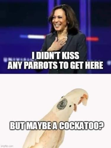 Cockatoo