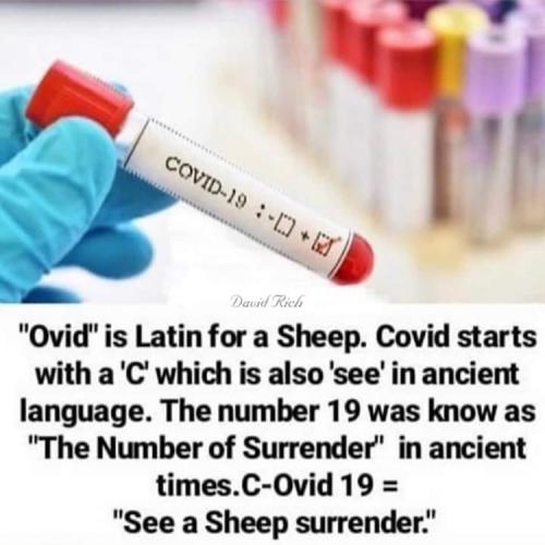 see a sheep surrender