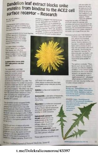 Dandelion spike proteins GIu