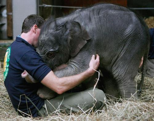 baby elephant
