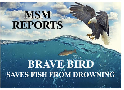 FISH+MSM+++