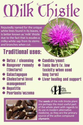 Milk Thistle