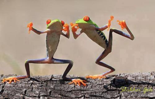 do se do - Copy