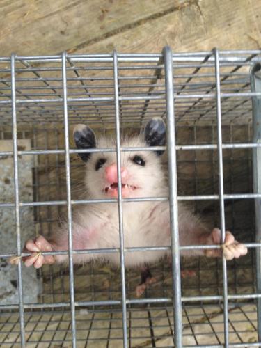 caged possum