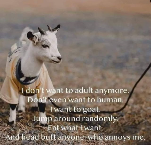 1810637fd36497b045d4f91f802aad