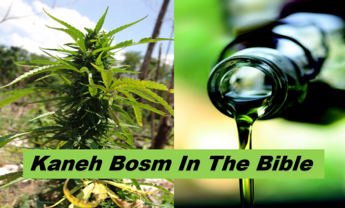 KANEH BOSM