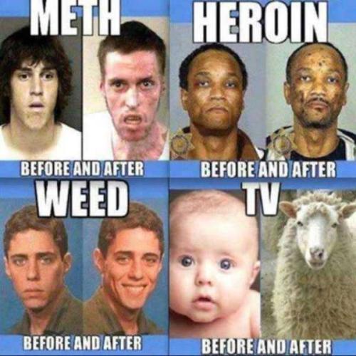 funny Meth Heroin Weed TV Sheep 6ly