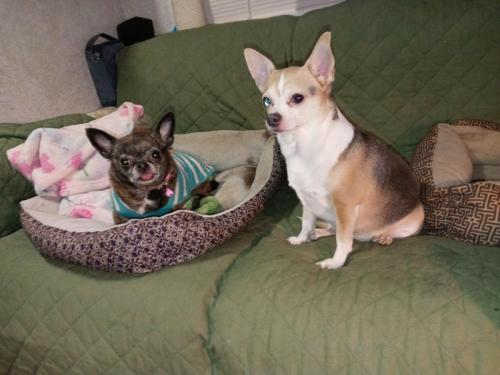 2021-01-30 Lulu and TinkerBell 02