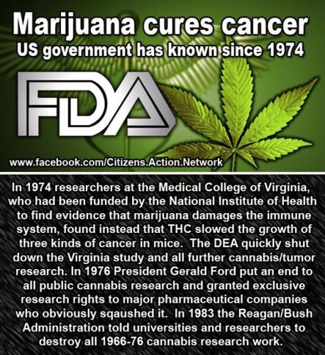 CANNABIS CURE
