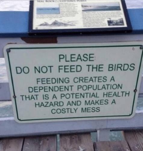 DontFeedTheBirds1