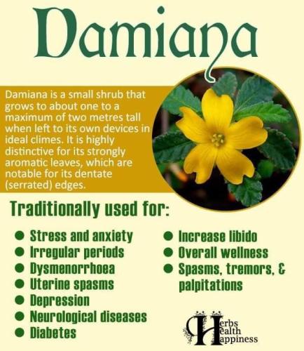 Damiana