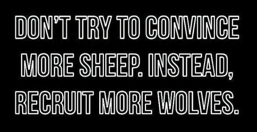 M sheep