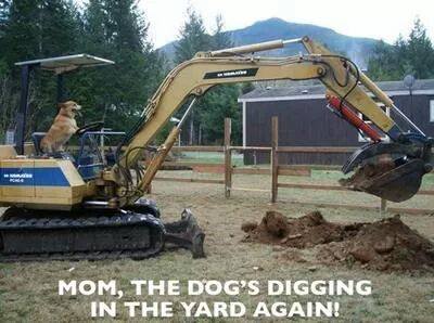 1 DOG DIGGING