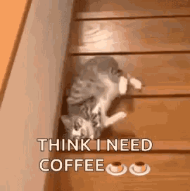 coffeecat