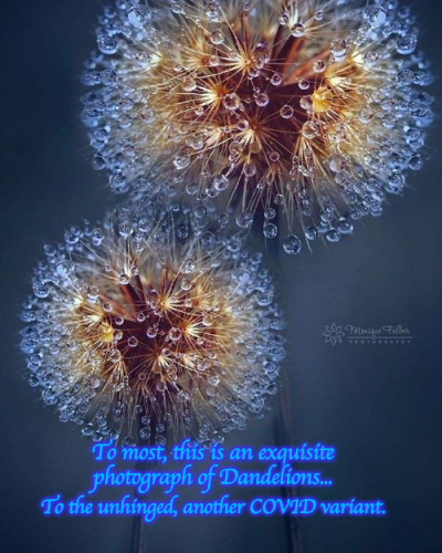 dandelions