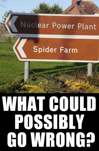 spider