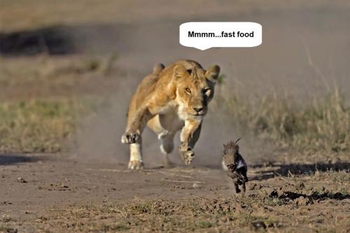 Fast food