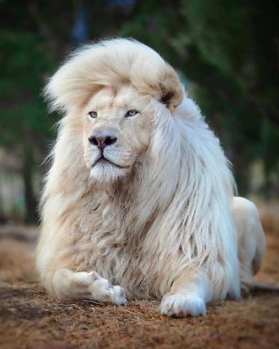 lion-04