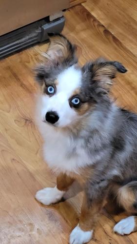 MOOSE says MERRY CHRISTMAS