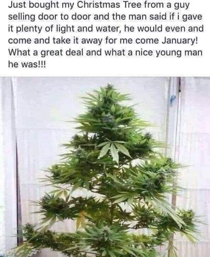 Christmas tree - Marajuana