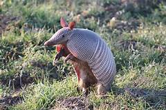 armadillo