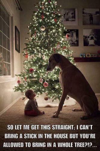 Christmas - Great Dane with baby