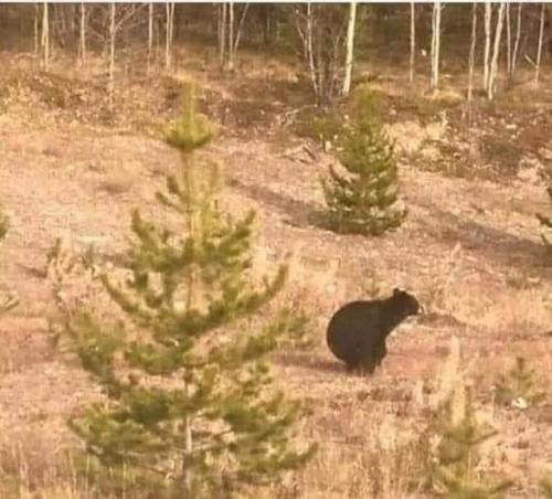 Bear shitting in woods (2)