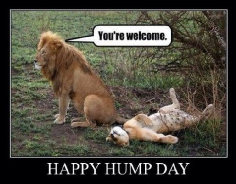 humpday