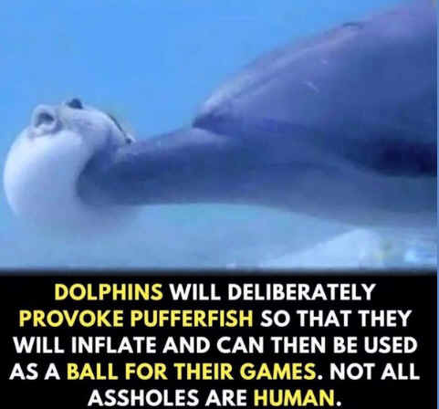 dolphin