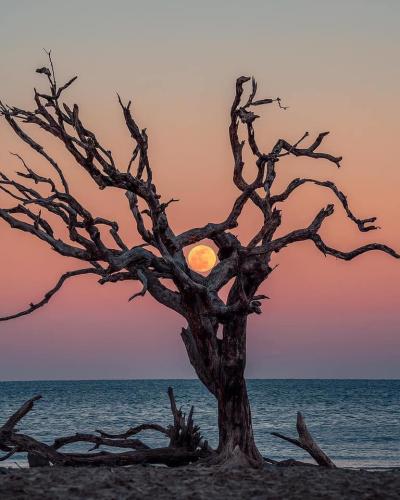 Good Morning 4 - Dead tree on beach