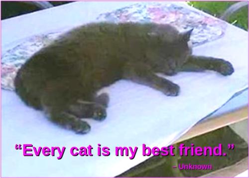 “Every cat is my best friend.”