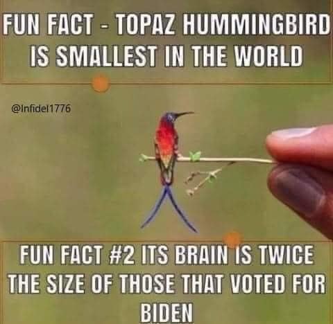 Biden voters - Hummingbird brain twice the sie as theirs