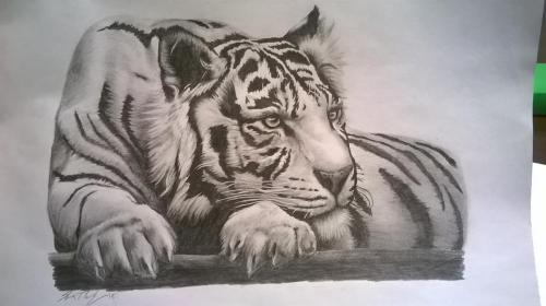 White tiger