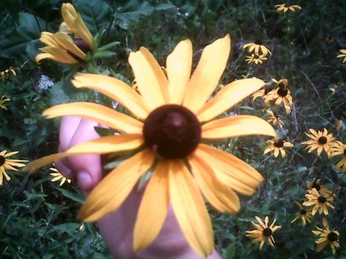 blackeyedsusan