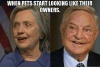 Pets