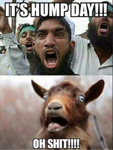 Hump Day