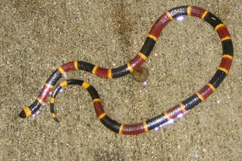Coral Snake
