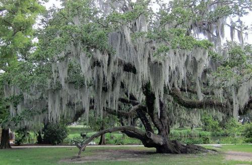 moss tree