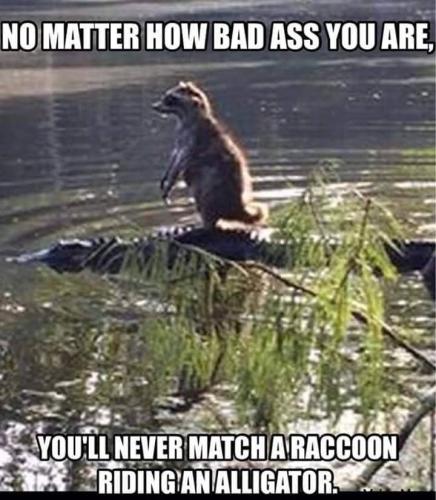 Raccoon - Riding on an alligator