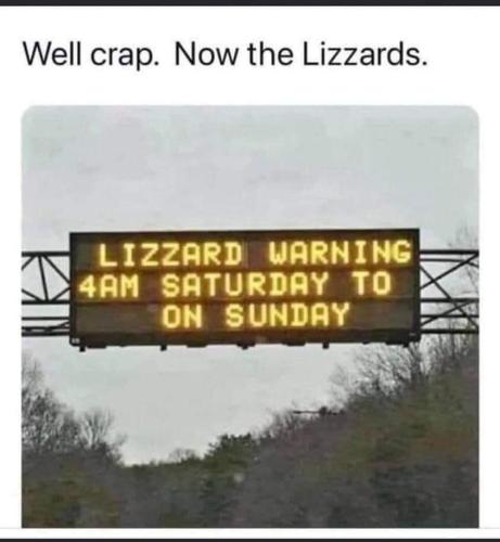 0000lizzards