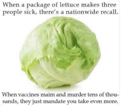lettuce