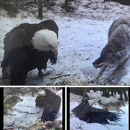 eagle-size