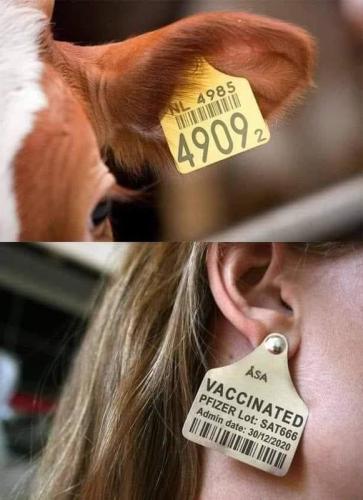 Be part of the herd - get VAXXED