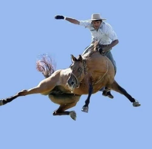 evrard - horse FLYING