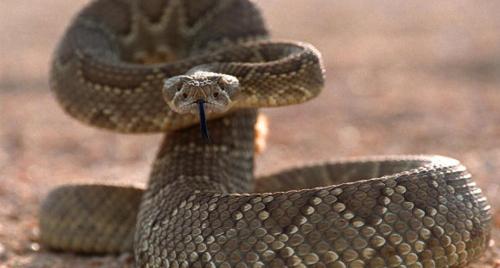 rattlesnake (2)