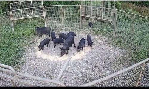 How to catch pigs