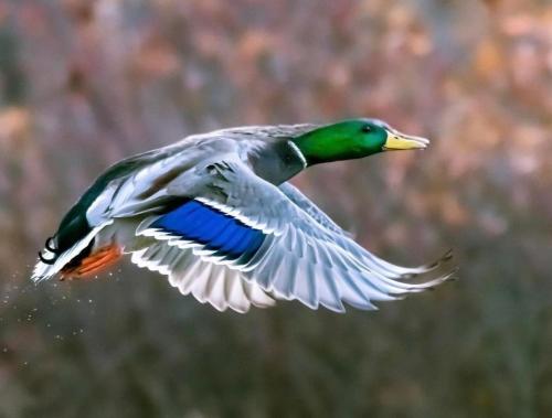 B1C65AB3-8107-4819-8AF0-695149CA2F22