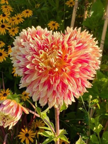 4F927E36-19E4-40E3-A4FD-DC3D652460FE