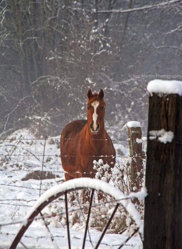 WinterHorse